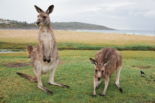 Two kangaroos near a beach - Australian Stock Image