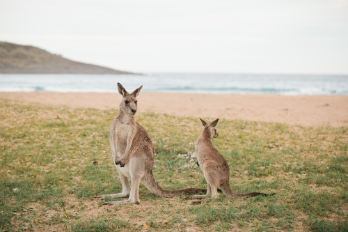Two kangaroos near a beach - Australian Stock Image
