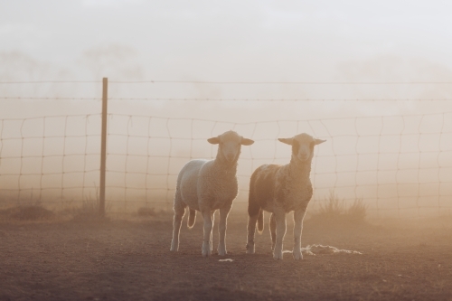 Two lambs in the haze - Australian Stock Image