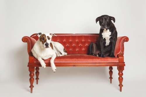 Two large dogs sitting on a fancy velvet seat in studio
