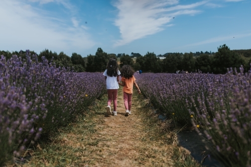 Two little girls walking in lavender farm - Australian Stock Image