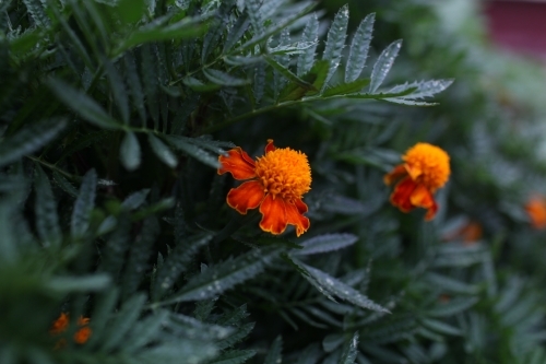 Two marigold flowers in a garden - Australian Stock Image