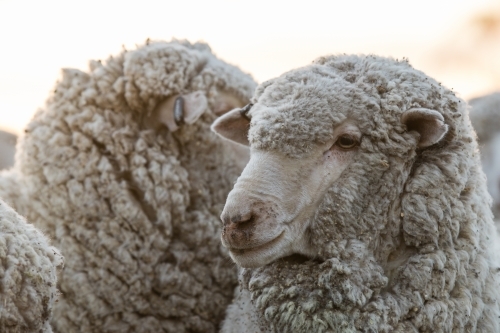 Two merino sheep - Australian Stock Image