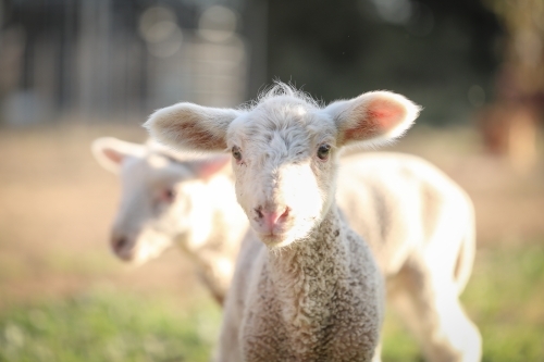 Two new baby lambs on farm - Australian Stock Image