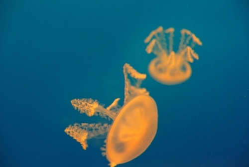 Two orange common jellyfish Aurelia Aurita floating in clear blue water