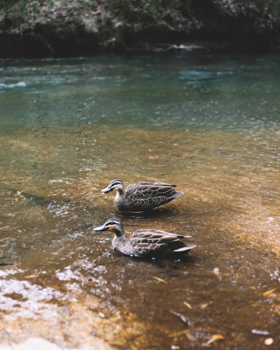 Two Pacific Black Ducks swimming in a lake - Australian Stock Image