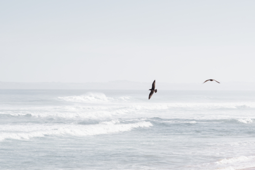 Two pacific gulls flying over ocean - horizontal - Australian Stock Image