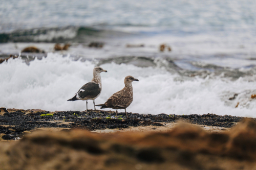 Two Pacific Gulls (Larus pacificus) standing on rocky shoreline with waves - Australian Stock Image