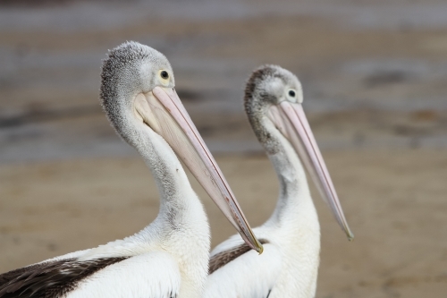 Two Pelicans - Australian Stock Image