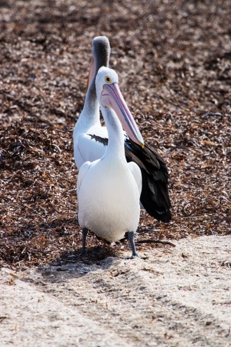 Two pelicans back to back - Australian Stock Image