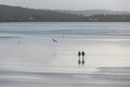Two people walking in the shallow water of an inlet on a winters day with a pelican flying