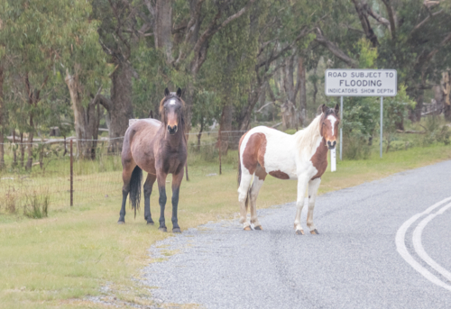 Two Piebald Horses by a country road - Australian Stock Image