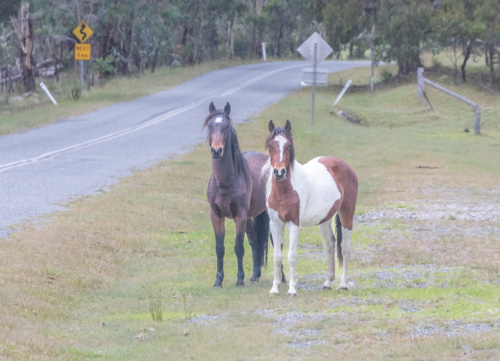 Two Piebald Horses by a country road - Australian Stock Image
