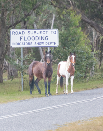 Two Piebald Horses by a country road - Australian Stock Image