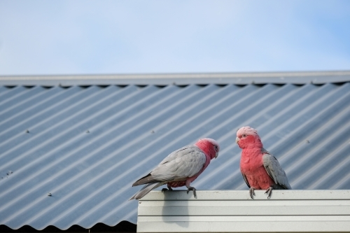 Two Pink and Grey Galahs sitting on a tin roof gutter
