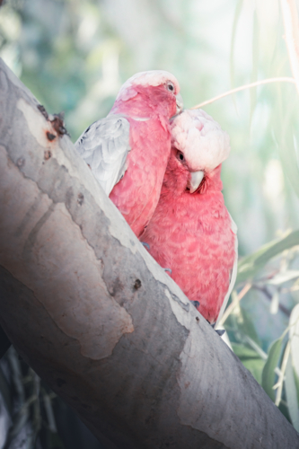 Two Pink Galahs in the Adelaide Hills - Australian Stock Image