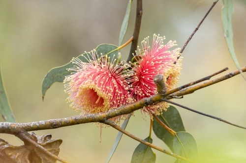 two pink gum blossoms