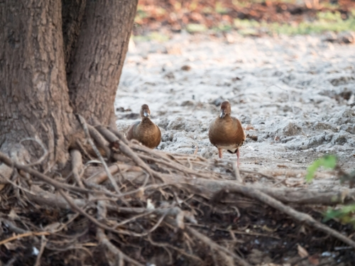 Two plumed-whistling ducks on the banks of a billabong - Australian Stock Image