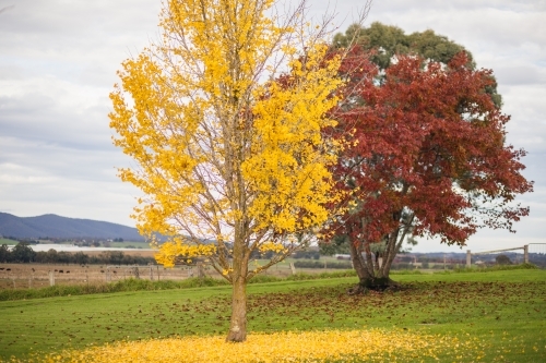 Two prominent trees with yellow and rich red leaves showcasing autumn foliage. - Australian Stock Image