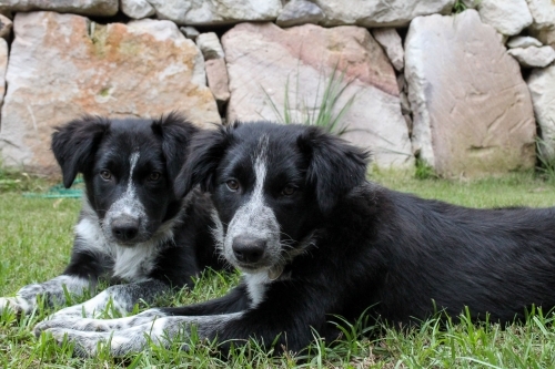 Two puppies laying on the grass field - Australian Stock Image