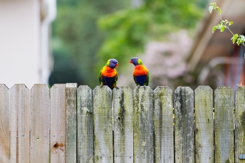 Two Rainbow Lorikeet birds perched on a timber fence facing at each other in suburbia - Australian Stock Image