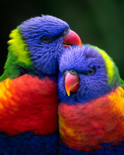 Two Rainbow Lorikeet Parrots - Australian Stock Image