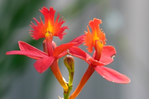 Two red and yellow flowers with spikey tendrils - Australian Stock Image