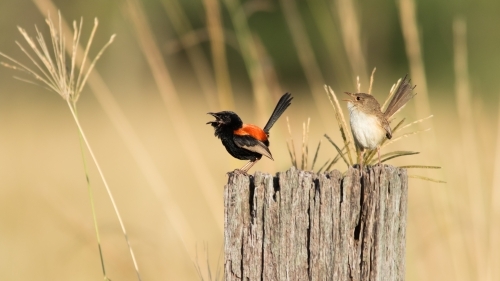 Two Red-backed Fairy-wrens on a tree stump
