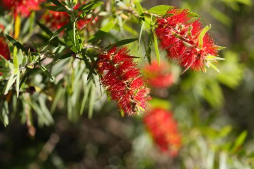 Two red bottlebrush flowers against green bush - Australian Stock Image