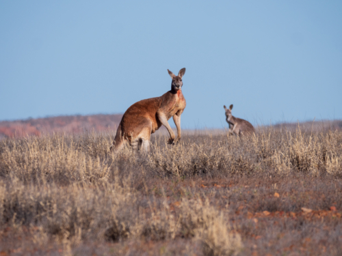 Two red kangaroos in grassland in remote north-west New South Wales - Australian Stock Image