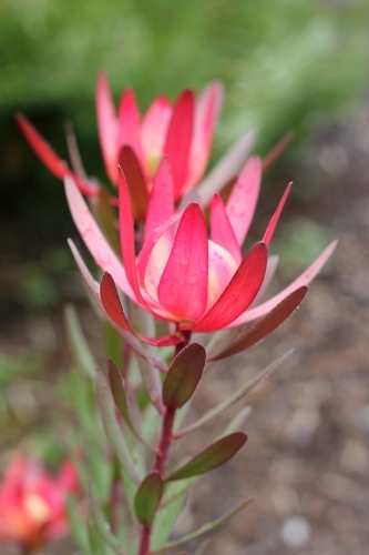 Two red leucadendron flowers - Australian Stock Image