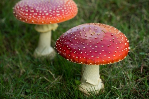 Two red mushrooms (fly agaric) against green grass