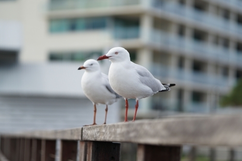 Two seagulls on a railing