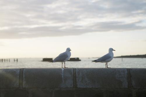 Two seagulls standing on wall at the beach