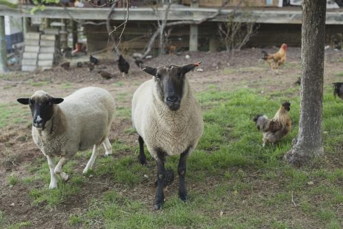 Two sheep and chickens - Australian Stock Image