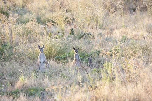 Two sitting kangaroos in dry bushland looking forward - Australian Stock Image