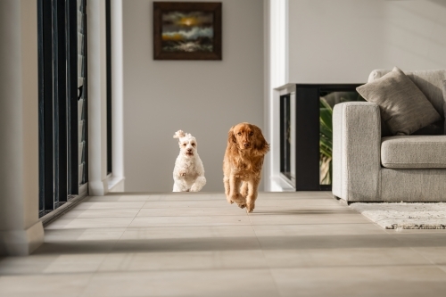 Two small dogs running along open space in house