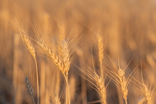 Two stems of grain standing strong in a field with the afternoon sun shining down. - Australian Stock Image