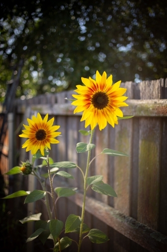 Two sunflowers by timber fence - Australian Stock Image