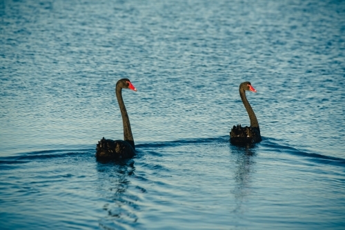 Two swans swimming at sunset - Australian Stock Image