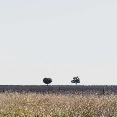 two trees on the muted vast flat grassy horizon - Australian Stock Image