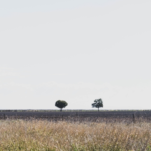 two trees on the muted vast flat grassy horizon