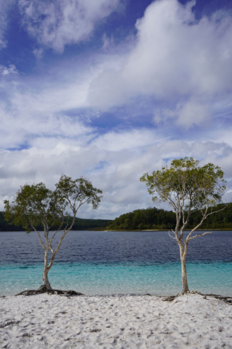 two trees on white sandy shore of K'gari (Fraser Island) - Australian Stock Image