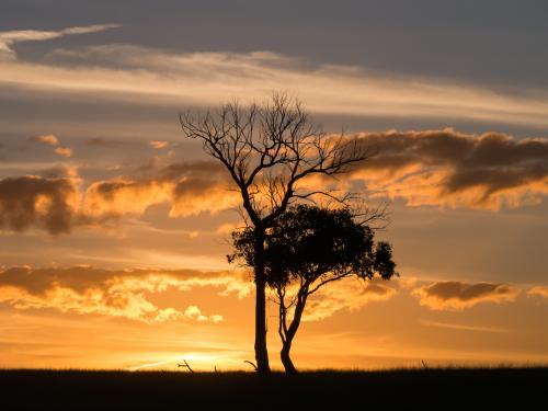 Two trees silhouetted against a sunset - Australian Stock Image