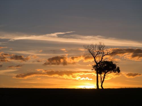 Two trees silhouetted against an orange sunset - Australian Stock Image