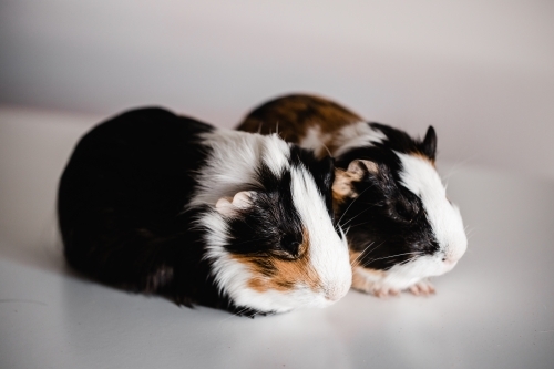 Two tri coloured tan, blank and white american breed guinea pigs sitting next to each other - Australian Stock Image