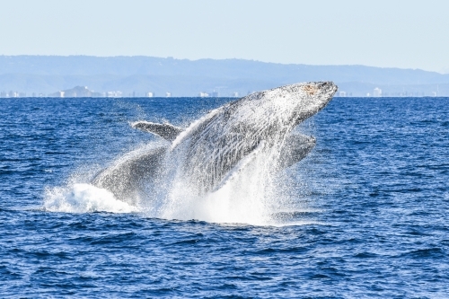 Two whales breaching together - Australian Stock Image