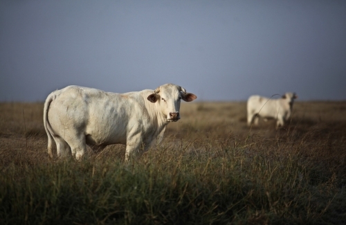 Two white cattle looking to camera from grassy paddock against early morning blue mist sky