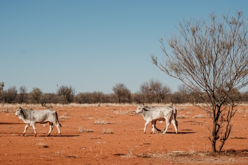 two white cows in dry, dirt paddock in the outback