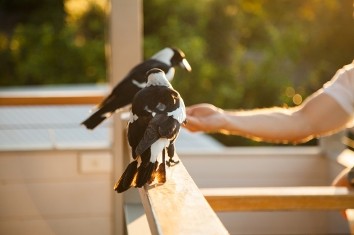 Two wild magpies on a deck handrail at sunset - Australian Stock Image